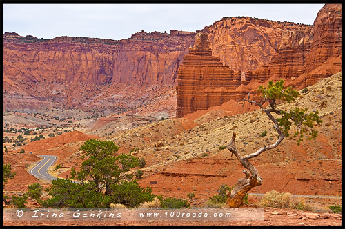 Панорамная Точка, Panorama Point, Парк Капитол Риф, Capitol Reef Nanional Park, Юта, Utah, США, USA, Америка, America