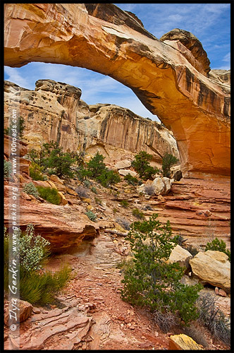 Природный мост Хикмана, Hickman Natural Bridge, Парк Капитол Риф, Capitol Reef Nanional Park, Юта, Utah, США, USA, Америка, America