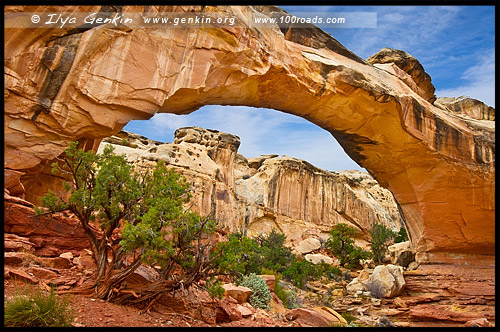 Природный мост Хикмана, Hickman Natural Bridge, Парк Капитол Риф, Capitol Reef Nanional Park, Юта, Utah, США, USA, Америка, America