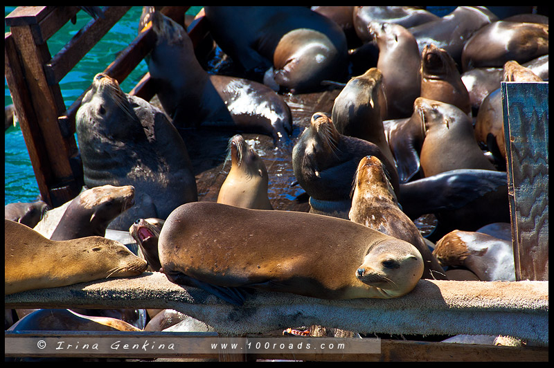 Монтерей, Monterey, Калифорния, California, США, USA, Америка, America