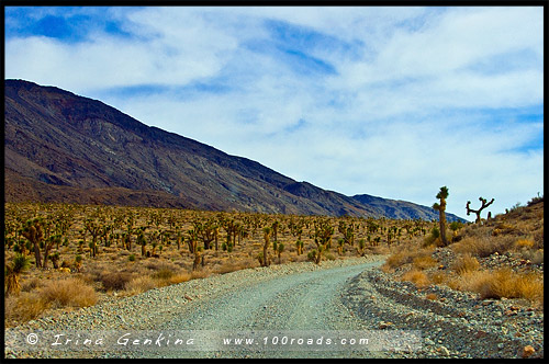Деревья Джошуа, Joshua Tree, Racetrack Valley Road, Долина Смерти, Death Valley, Калифорния, California, СЩА, USA, Америка, America