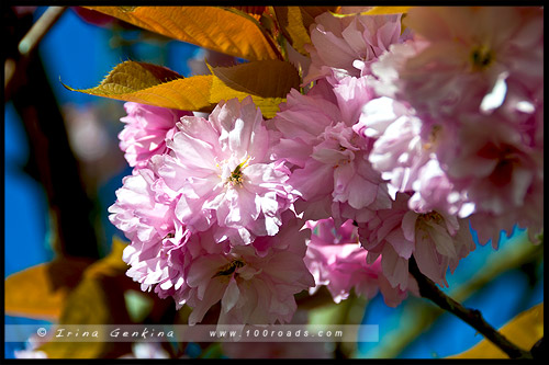 Японский чайный сад (Japanese Tea Garden), Парк Золотые Ворота (Golden Gate Park), Сан Франциско (San Francisco)