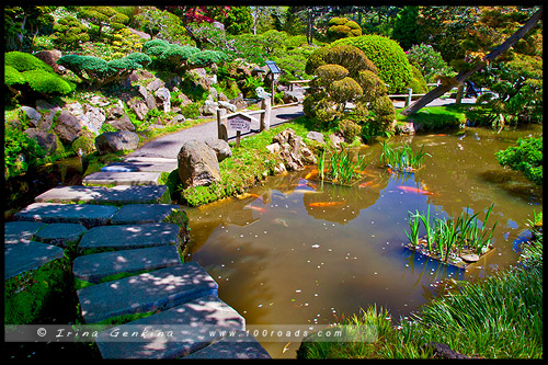 Японский чайный сад, Japanese Tea Garden, Парк Золотые Ворота, Golden Gate Park, Сан Франциско, San Francisco, Калифорния, California, СЩА, USA, Америка, America