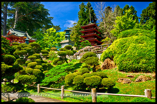 Японский чайный сад, Japanese Tea Garden, Парк Золотые Ворота, Golden Gate Park, Сан Франциско, San Francisco, Калифорния, California, СЩА, USA, Америка, America