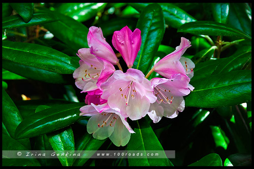 Японский чайный сад, Japanese Tea Garden, Парк Золотые Ворота, Golden Gate Park, Сан Франциско, San Francisco, Калифорния, California, СЩА, USA, Америка, America