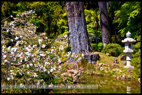 Японский чайный сад, Japanese Tea Garden, Парк Золотые Ворота, Golden Gate Park, Сан Франциско, San Francisco, Калифорния, California, СЩА, USA, Америка, America