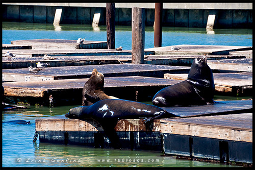 Пирс 39, Рыбацкая пристань, Fishermans Wharf, Сан Франциско, San Francisco, Калифорния, California, СЩА, USA, Америка, America