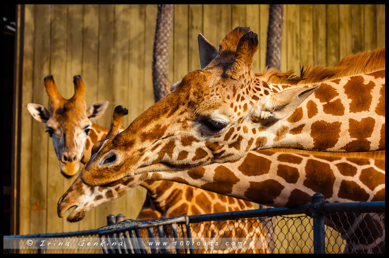 Зоопарк, Западные равнины Таронга, Taronga Western Plains Zoo, Достопримечательности, Sights, Даббо, Dubbo, Новый Южный Уэльс, New South Wales, Австралия, Australia