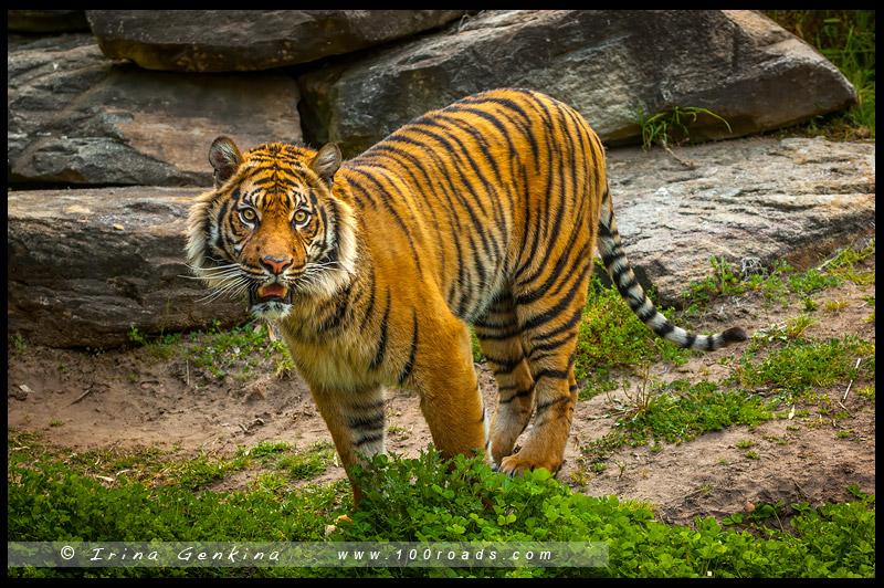 Зоопарк, Западные равнины Таронга, Taronga Western Plains Zoo, Достопримечательности, Sights, Даббо, Dubbo, Новый Южный Уэльс, New South Wales, Австралия, Australia