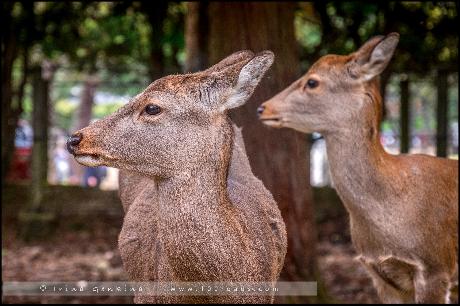 Олень в Парке Нара (Nara Park/ 奈良公園), Нара (Nara/ 奈良市), Япония (Japan)