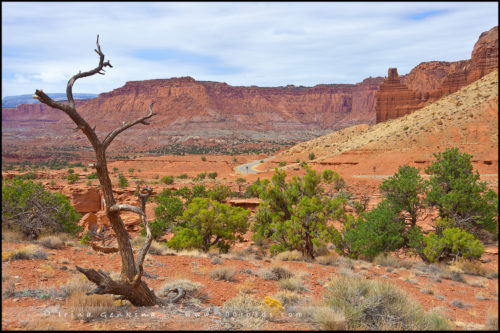 Панорамная Точка, Panorama Point, Парк Капитол Риф, Capitol Reef Nanional Park, Юта, Utah, США, USA, Америка, America