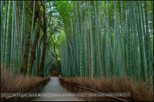 Храм Тэнрюдзи, Tenryu-ji, 天龍寺, Арасияма, Arashiyama, 嵐山, Киото, Kyoto, 京都市, регион Кансай, Kansai, Хонсю, Honshu Island, 本州, Япония, Japan, 日本