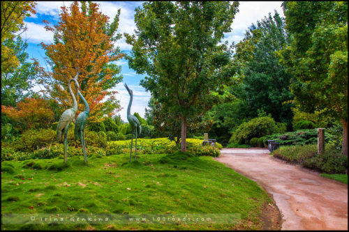 Сады Долины Хантер, Hunter Valley Gardens, Долина Хантер, Hunter Valley, Новый Южный Уэльс, NSW, Австралия, Australia