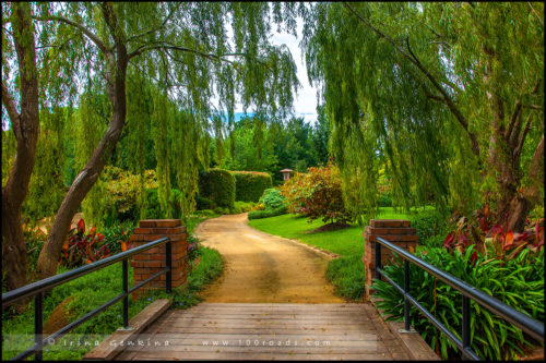 Сады Долины Хантер, Hunter Valley Gardens, Долина Хантер, Hunter Valley, Новый Южный Уэльс, NSW, Австралия, Australia