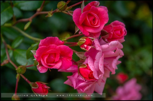 Сады Долины Хантер, Hunter Valley Gardens, Долина Хантер, Hunter Valley, Новый Южный Уэльс, NSW, Австралия, Australia