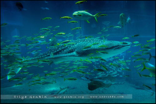 Океанариум Осака Каиюкан, Osaka Aquarium Kaiyukan, 海遊館, Осака, Osaka, 大阪, регион Кансай, 関西地方, Kansai, 関西, Хонсю, Honshu Island, 本州, Япония, Japan, 日本