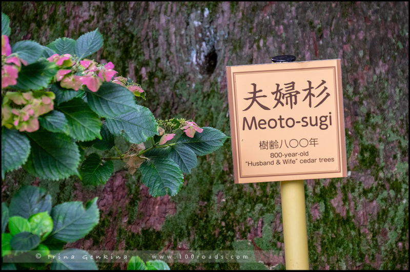 «Меото Суги» или «Женатые кедры» (Meoto-sugi / 夫婦杉), Даймонзака (Daimon-zaka / 大門坂)