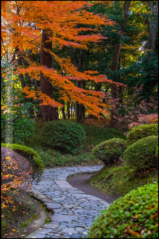 Сад Коисикава Коракуэн, Koishikawa Korakuen Garden, 小石川後楽園, Бункё, Bunkyo, 文京区, Токио, Tokyo, 東京, Регион Канто, Kanto Region, 関東地方, Хонсю, Honshu Island, 本州, Япония, Japan, 日本