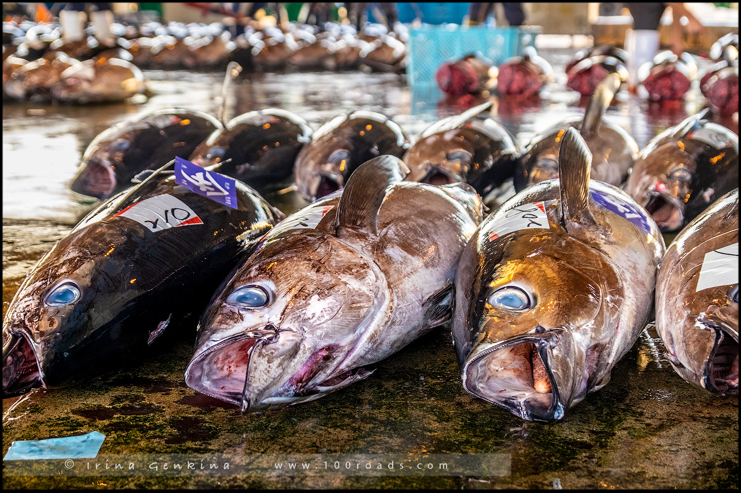 Рыбный рынок Кацуура (勝浦漁港魚市場 / Katsuura Fish Market), Вакаяма (Wakayama/ 和歌山), Япония