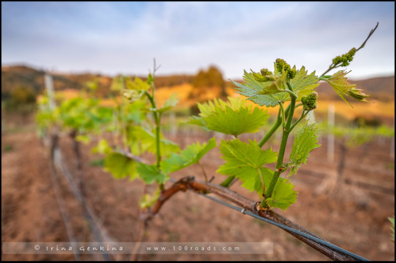 Брокенвуд, Brokenwood, Brokenwood Wines, Долина Ханенр, Hunter Valley, Новый Южный Уэльс, NSW, Австралия, Australia