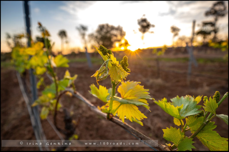 Брокенвуд, Brokenwood, Brokenwood Wines, Долина Ханенр, Hunter Valley, Новый Южный Уэльс, NSW, Австралия, Australia