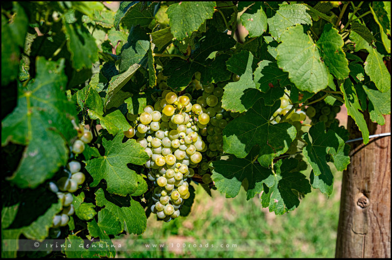 Tyrrell's Wines, Долина Хантер (Hunter Valley), NSW, Австралия (Australia)