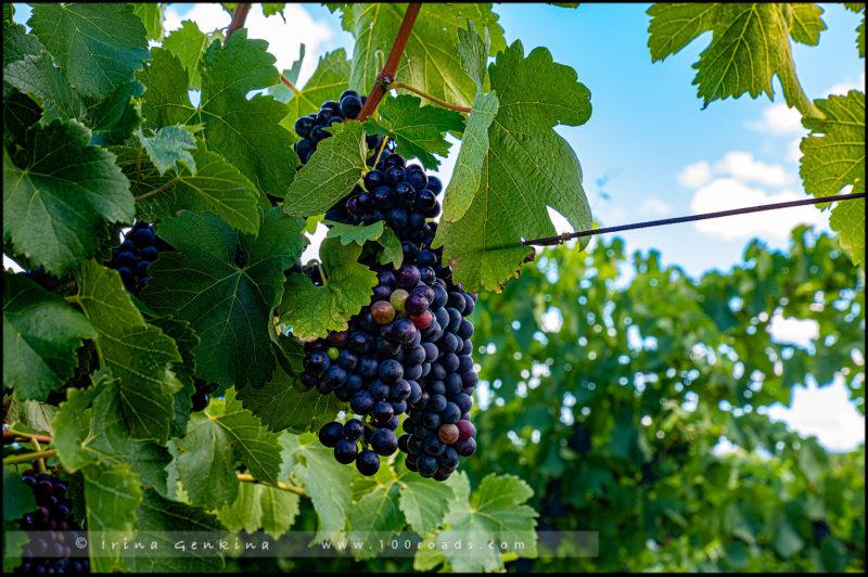 Tyrrell's Wines, Долина Хантер (Hunter Valley), NSW, Австралия (Australia)