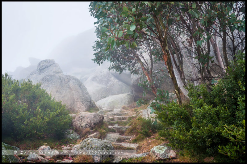 – Тропа в тумане к смотровой площадке «The Horn» - Парк Горы Баффало, Mount Buffalo, Викторианские Альпы, Victorian Alps, Виктория, Victoria, Австралия, Australia