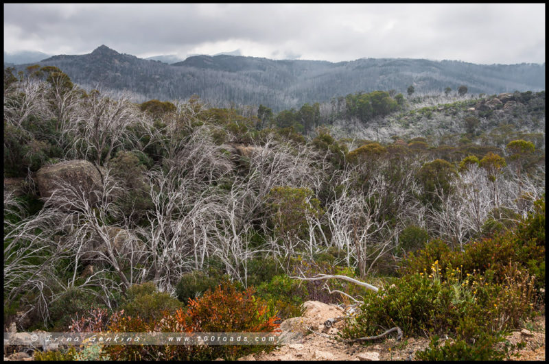 - Вид на горы и сухие снежные эвкалипты парка - Парк Горы Баффало, Mount Buffalo, Викторианские Альпы, Victorian Alps, Виктория, Victoria, Австралия, Australia