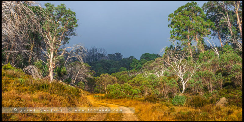 – Начало дороги идущей вдоль реки Кристал Брук (Crystal Brook) - Парк Горы Баффало, Mount Buffalo, Викторианские Альпы, Victorian Alps, Виктория, Victoria, Австралия, Australia