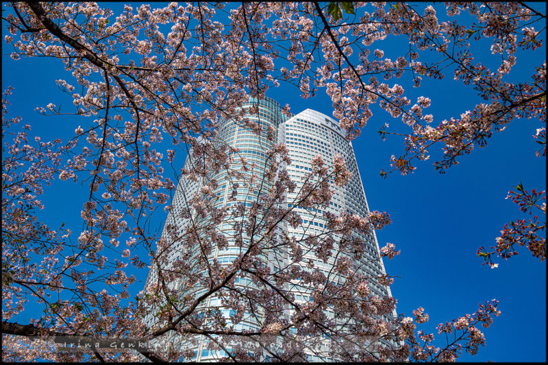 Roppongi Hills Mori Tower