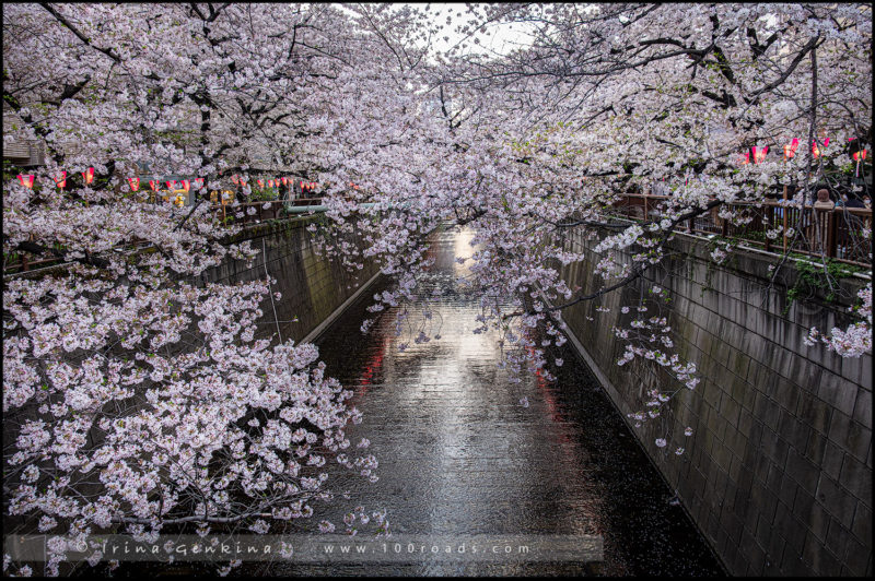 Cherry blossom at Meguro River, Tokyo