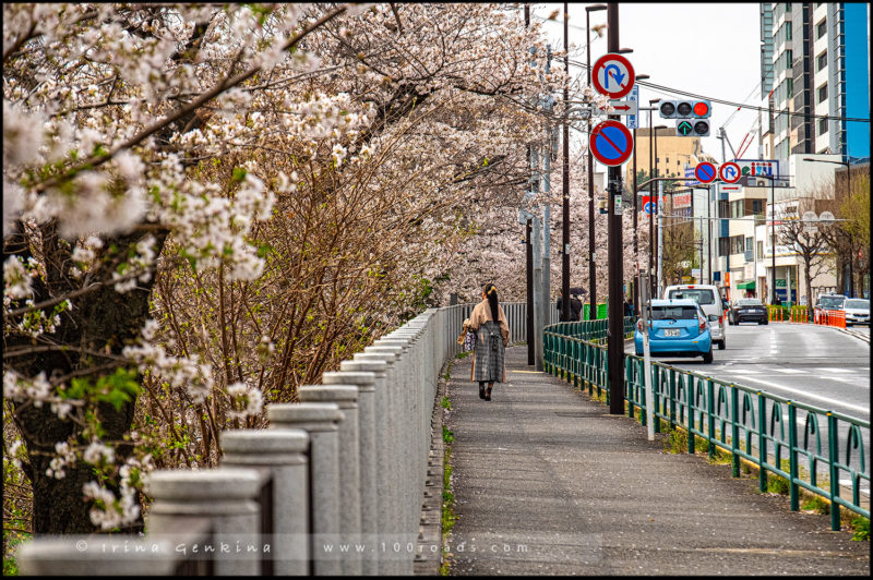 Линия деревьев сакуры вдоль Sotobori Dori