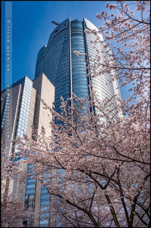Roppongi Hills Mori Tower & sakura