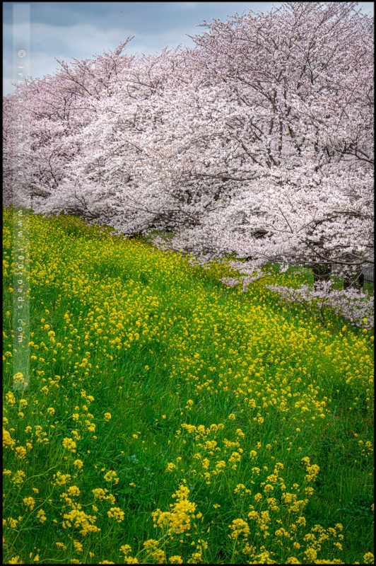 Любование цветущей вишней, Кумагая Сакура Цуцуми (熊谷桜堤), Сайтама (Saitama / さいたま)