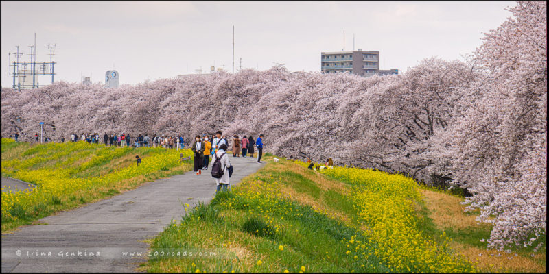 Любование цветущей вишней, Кумагая Сакура Цуцуми (熊谷桜堤), Сайтама (Saitama / さいたま)