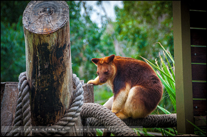 Древесный кенгуру, Rare Goodfellow's tree kangaroo, Национальный зоопарк и аквариум 
(National Zoo & Aquarium), 
Канберра (Canberra)