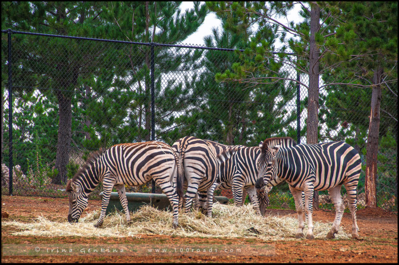 Зебры, Национальный зоопарк и аквариум 
(National Zoo & Aquarium), 
Канберра (Canberra)