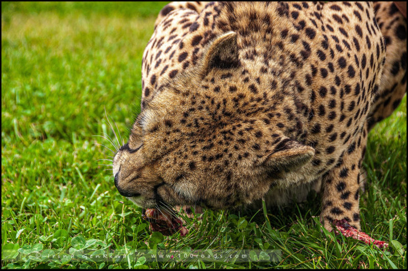 Гепард, Национальный зоопарк и аквариум 
(National Zoo & Aquarium), 
Канберра (Canberra)