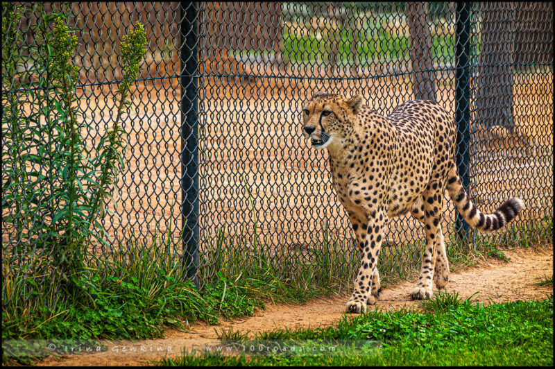 Гепард, Национальный зоопарк и аквариум 
(National Zoo & Aquarium), 
Канберра (Canberra)