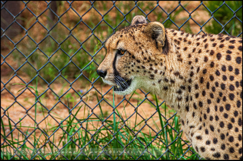 Гепард, Национальный зоопарк и аквариум (National Zoo & Aquarium), Канберра (Canberra)