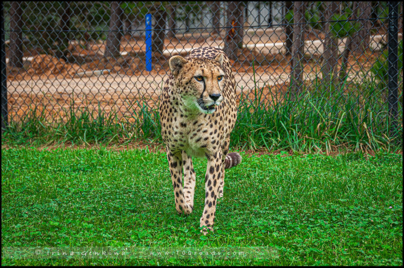 Гепард, Национальный зоопарк и аквариум 
(National Zoo & Aquarium), 
Канберра (Canberra)