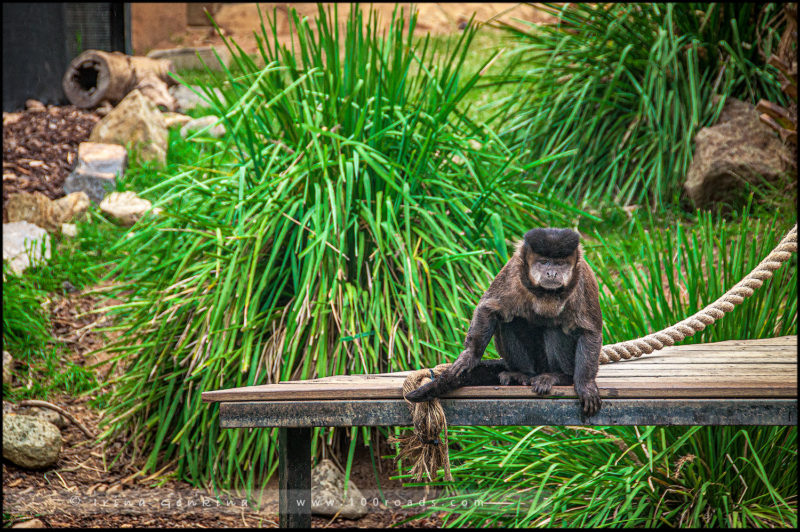 Капуцин, Национальный зоопарк и аквариум 
(National Zoo & Aquarium), 
Канберра (Canberra)