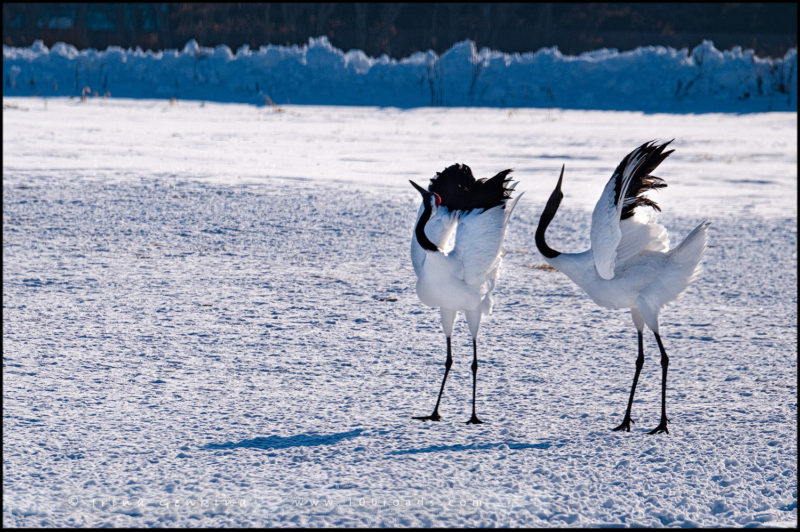 Hokkaido, Japan