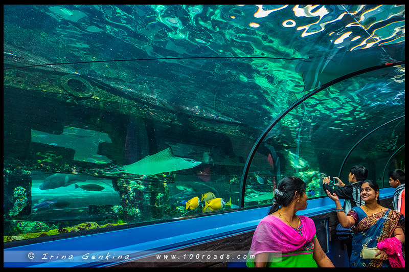 Сиднейский аквариум, Sydney Aquarium, Дарлинг Харбор, Darling Harbour, Сидней, Sydney, Австралия, Australia