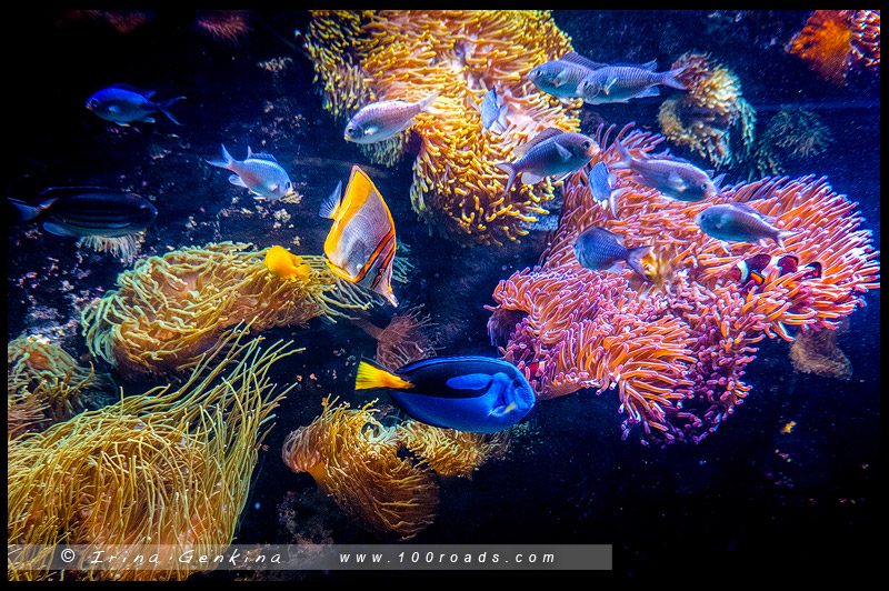 Сиднейский аквариум, Sydney Aquarium, Дарлинг Харбор, Darling Harbour, Сидней, Sydney, Австралия, Australia