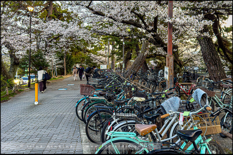 Парке Сюкугава (Shukugawa Park)